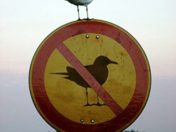 Rebellious Bird