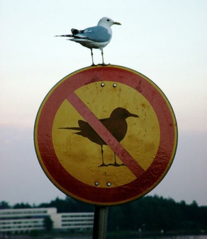 Rebellious Bird
